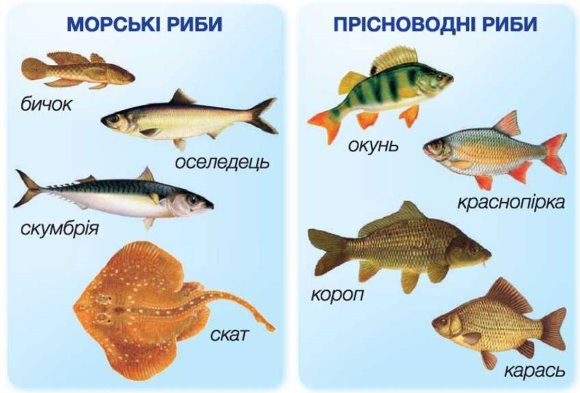 Риби: визначальні ознаки будови, біологічні особливості, різноманітність |  Тест з біології – «На Урок»